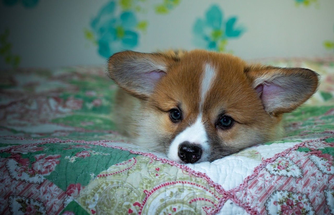 99exch: A Complete Overview of India’s Premier Exchange, Book Club, and Sports Betting Platform